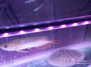 đèn led bể cá caibao hồng